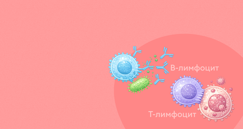 Лимфоциты