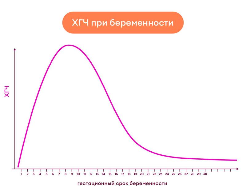 ХГЧ при беременности