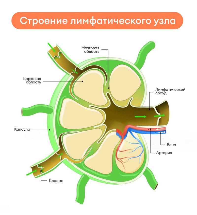 Что такое лимфоузлы
