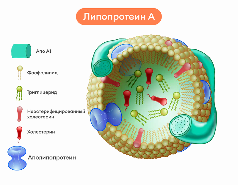 Липопротеин (а): что показывает, норма, высокий, как снизить | ЛабСтори