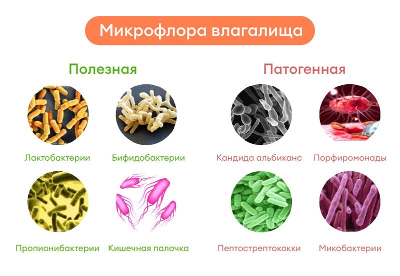 Анна Плетнва порно